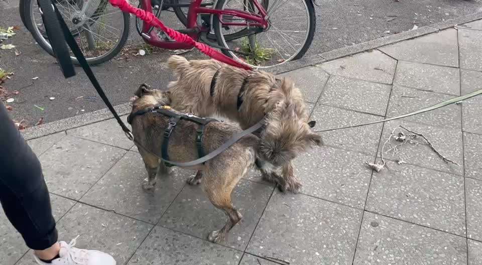 Würde eine Hundin eine Hundeschule führen dürfen?-Beitrag-Bild