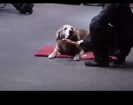 Immer mehr verhaltenauffällige Hunde-Beitrag-Bild