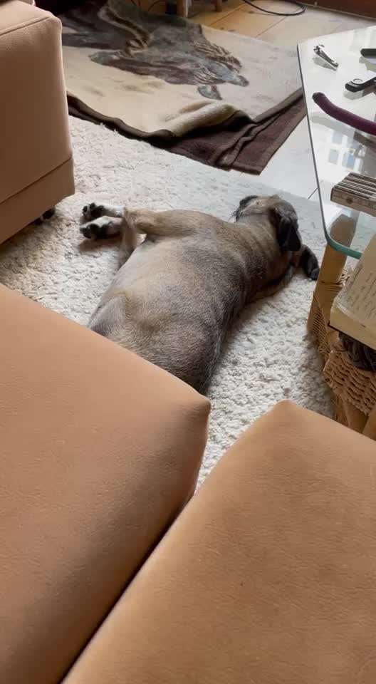 TierschutzhundeStammtisch🐕-Beitrag-Bild