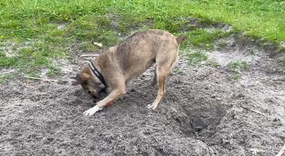 Tierschutzhund u. Spielzeug-Beitrag-Bild