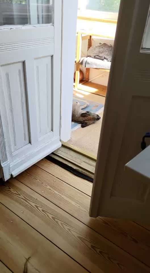 TierschutzhundeStammtisch🐕-Beitrag-Bild