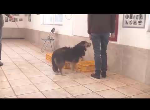 Intrinsische Motivation - Leinenführigkeit?-Beitrag-Bild