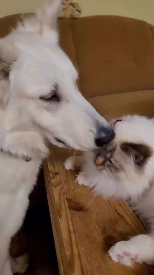 Hund und Katz Momente-Beitrag-Bild