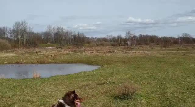 Labradorfans-Beitrag-Bild