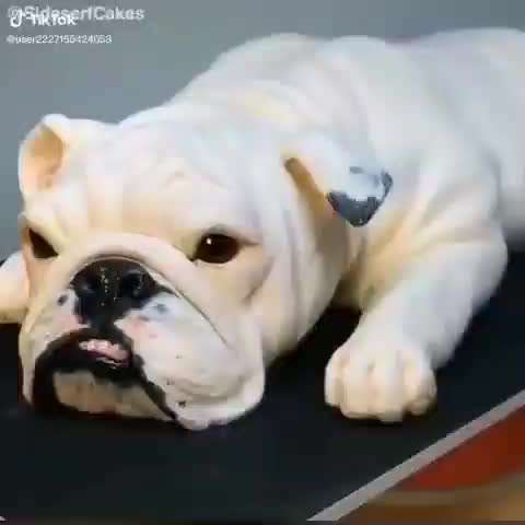 Hunde Memes-Beitrag-Bild