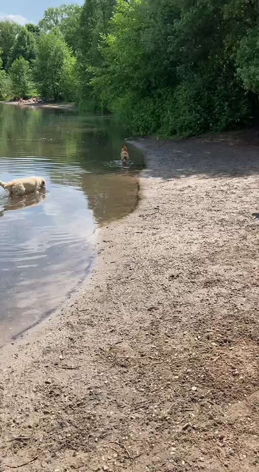 Französische Bulldoggen-Beitrag-Bild