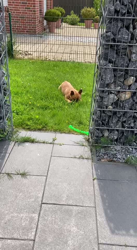 Französische Bulldoggen-Beitrag-Bild