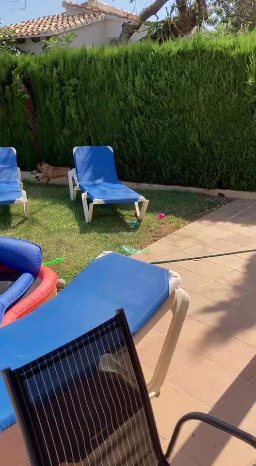 Französische Bulldoggen-Beitrag-Bild