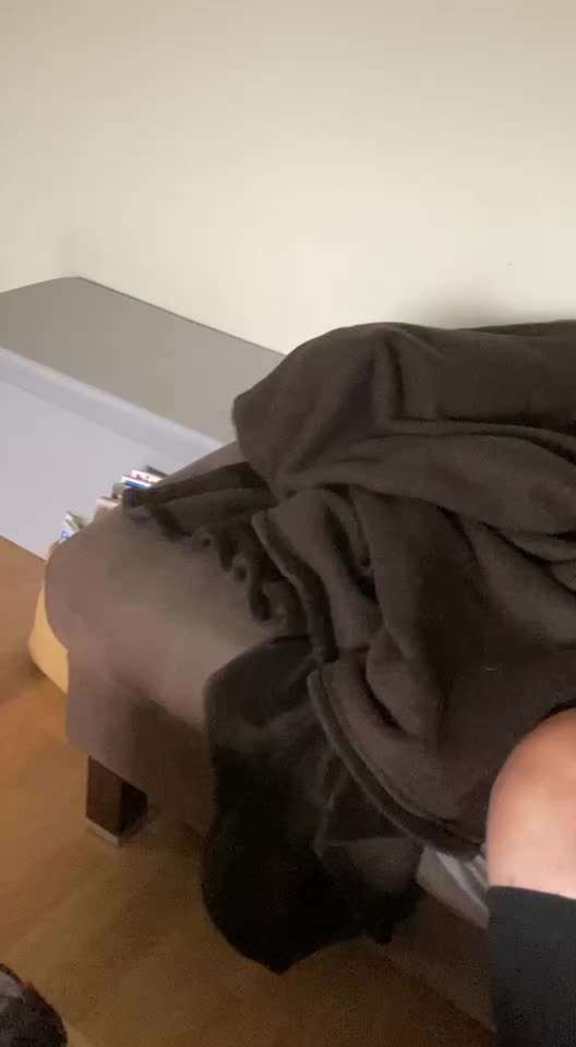 Französische Bulldoggen-Beitrag-Bild