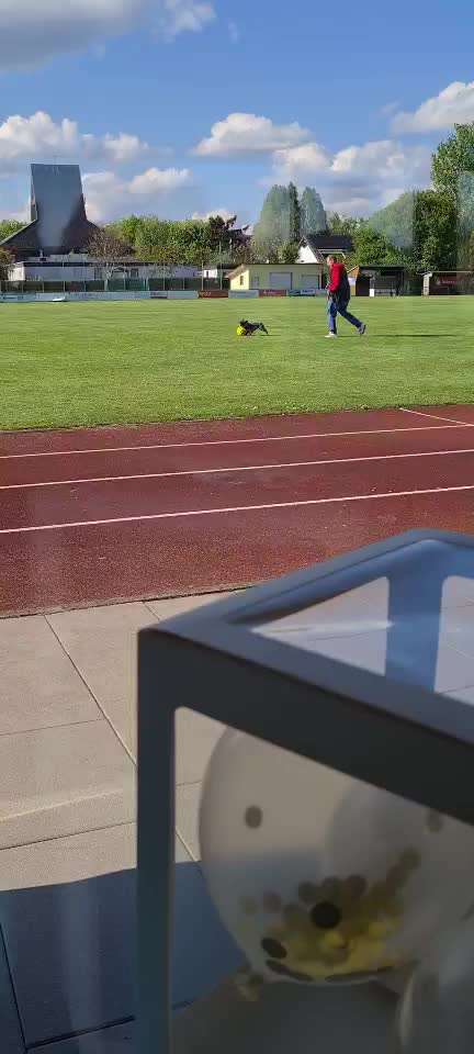 Französische Bulldoggen-Beitrag-Bild