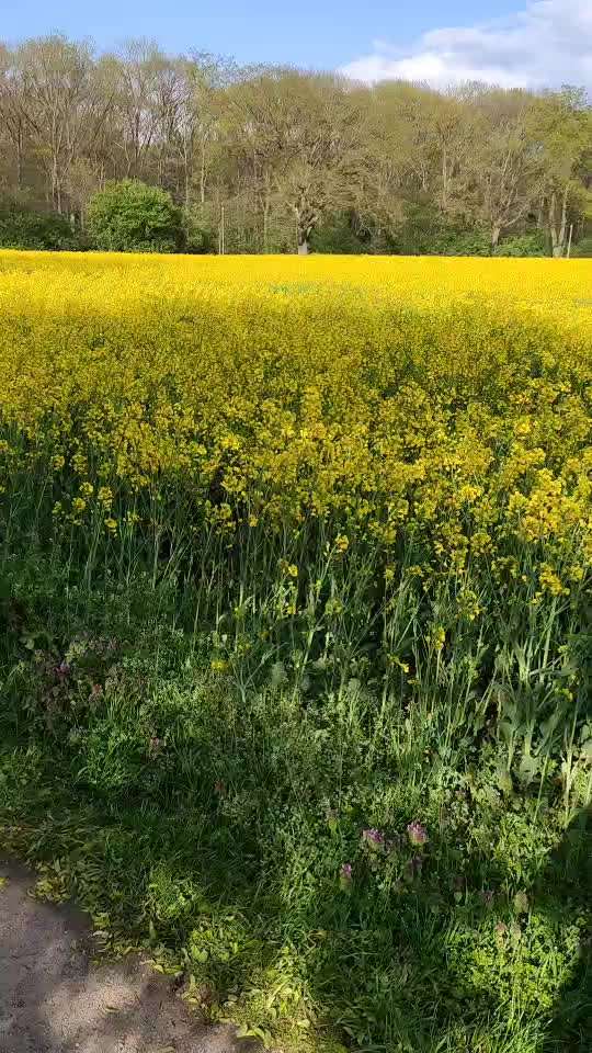 Airedale Terrier-Beitrag-Bild