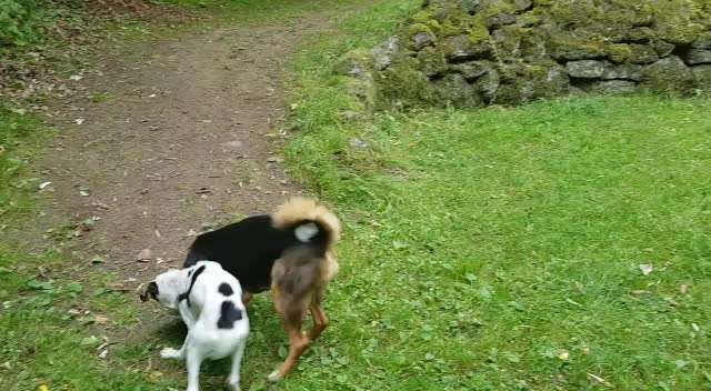 Bester Freund, Hundekumpel - zeigt her!-Beitrag-Bild