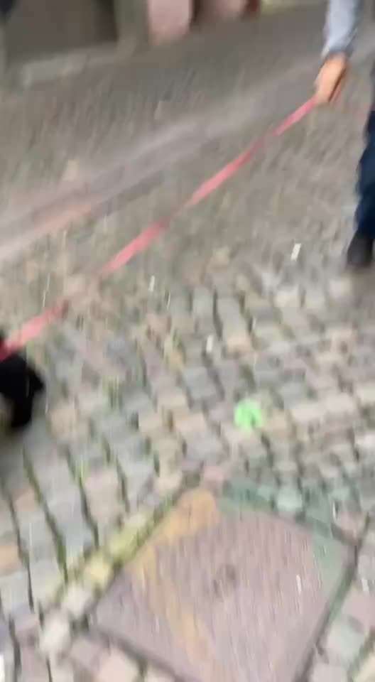 Mischlinge raten - Rätselspaß-Beitrag-Bild