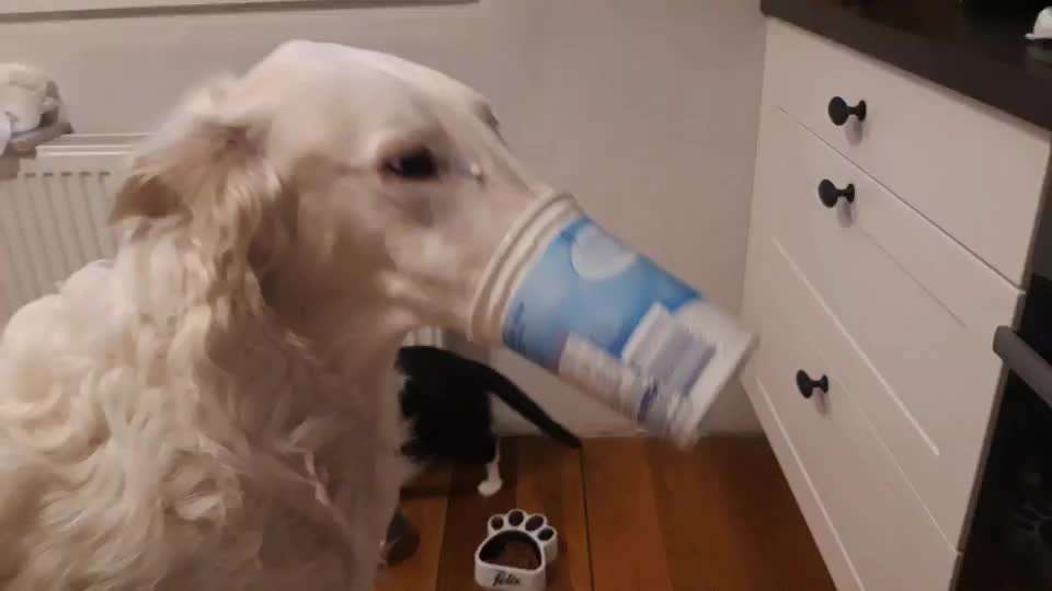 Hier ist der Spaßthread. Zum Schmunzeln und Kaputtlachen-Beitrag-Bild