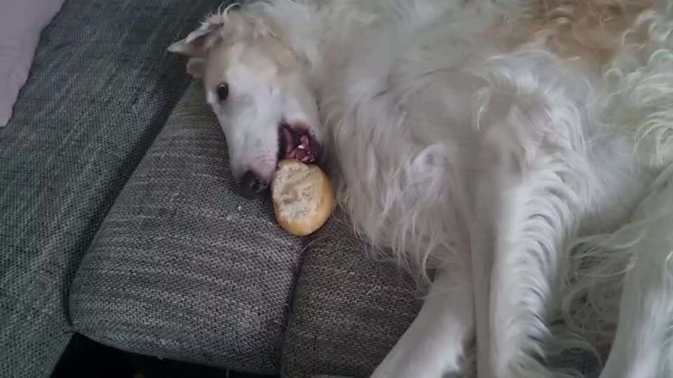 Windhunde - Treffen der besonderen Schönheiten
HERZLICH WILLKOMMEN-Beitrag-Bild