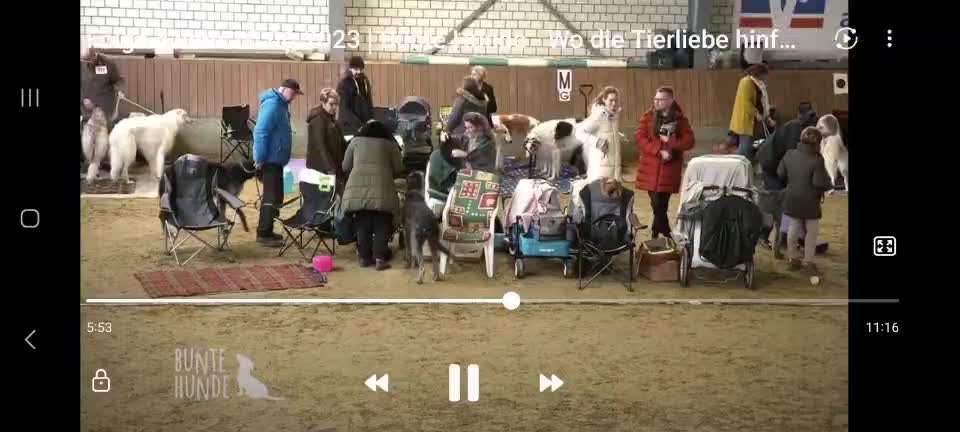 Windhunde - Treffen der besonderen Schönheiten
HERZLICH WILLKOMMEN-Beitrag-Bild
