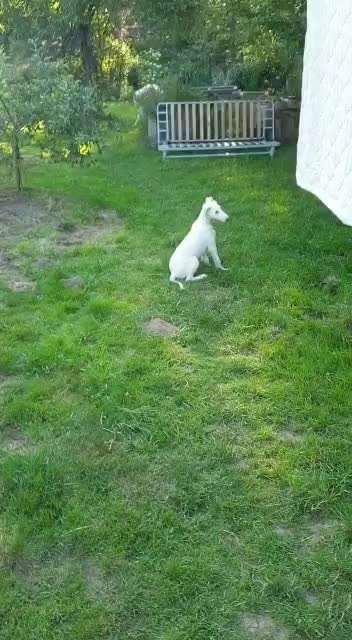 Video - Challenge Nr. 16 - Dein Hund als Welpe-Beitrag-Bild