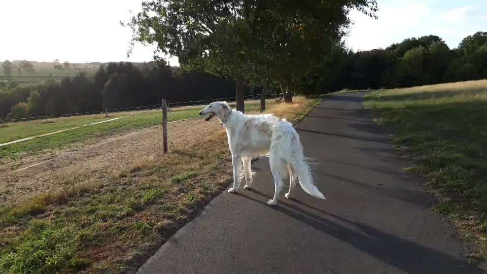 Windhunde - Treffen der besonderen Schönheiten
HERZLICH WILLKOMMEN-Beitrag-Bild