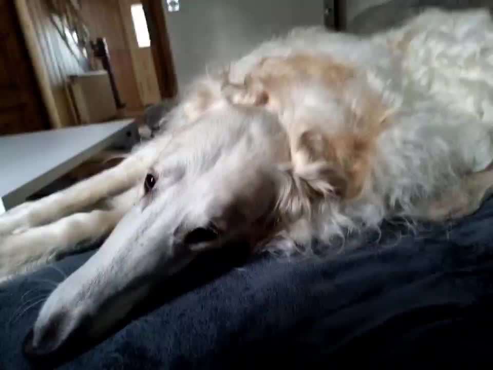 Windhunde - Treffen der besonderen Schönheiten
HERZLICH WILLKOMMEN-Beitrag-Bild