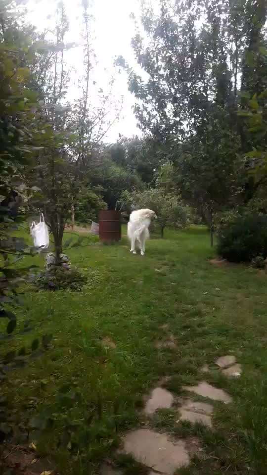 Windhunde - Treffen der besonderen Schönheiten
HERZLICH WILLKOMMEN-Beitrag-Bild