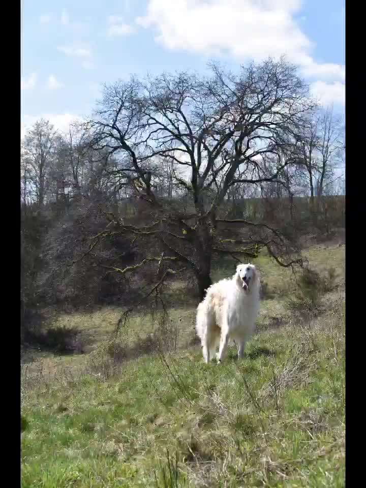 Windhunde - Treffen der besonderen Schönheiten
HERZLICH WILLKOMMEN-Beitrag-Bild