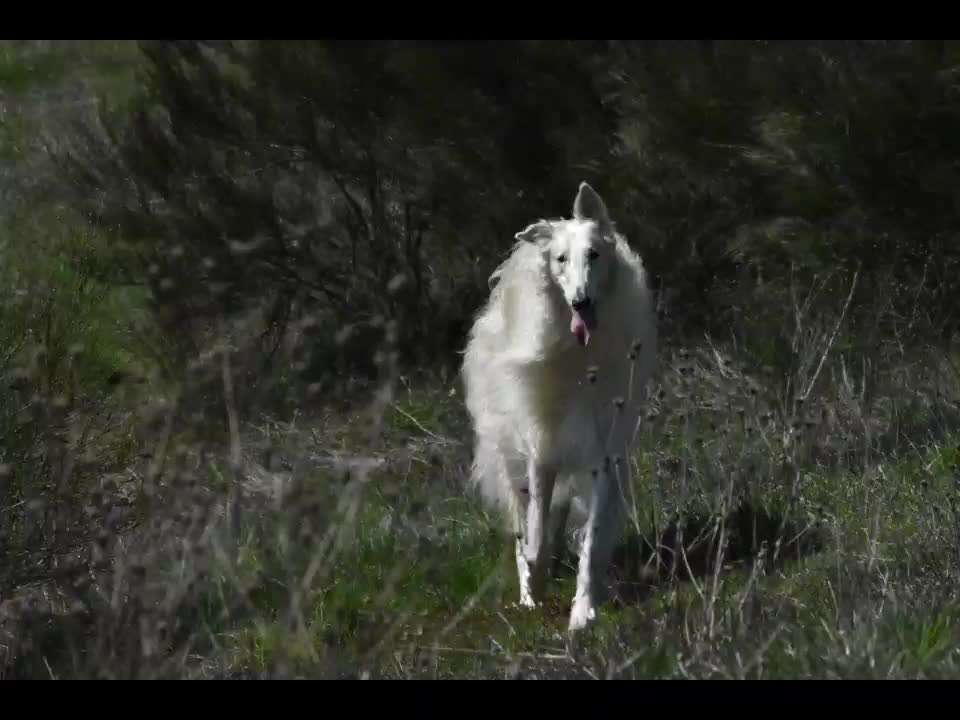 Windhunde - Treffen der besonderen Schönheiten
HERZLICH WILLKOMMEN-Beitrag-Bild