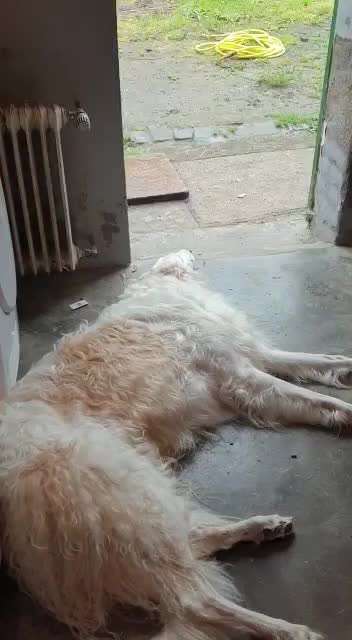 Windhunde - Treffen der besonderen Schönheiten
HERZLICH WILLKOMMEN-Beitrag-Bild