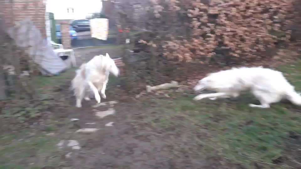 Windhunde - Treffen der besonderen Schönheiten
HERZLICH WILLKOMMEN-Beitrag-Bild