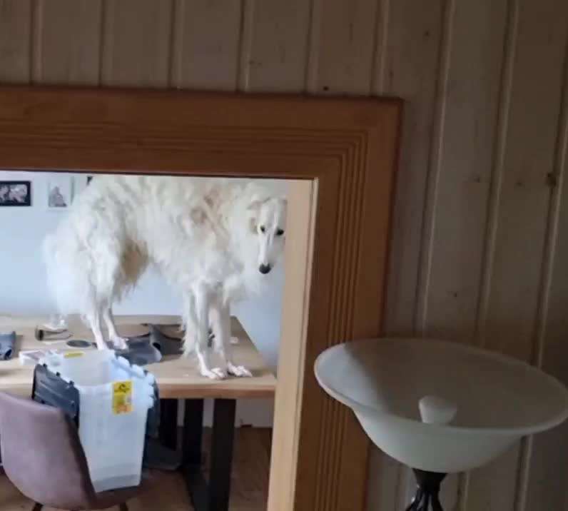 Zeig mir, dass du mit einem hund zusammenlebst....-Beitrag-Bild