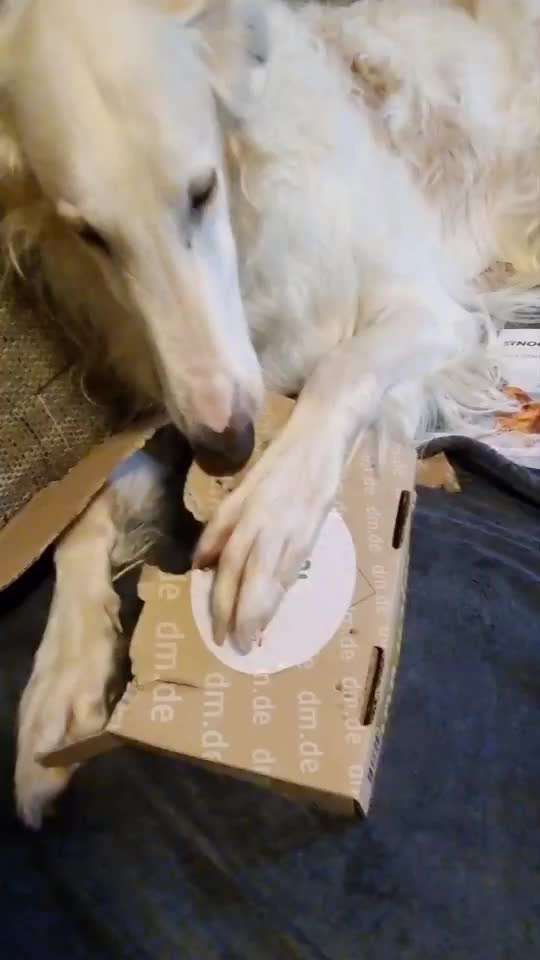 Windhunde - Treffen der besonderen Schönheiten
HERZLICH WILLKOMMEN-Beitrag-Bild