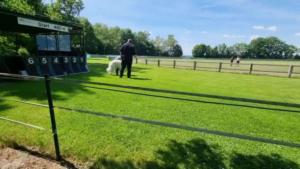 Windhunde - Treffen der besonderen Schönheiten
HERZLICH WILLKOMMEN-Beitrag-Bild