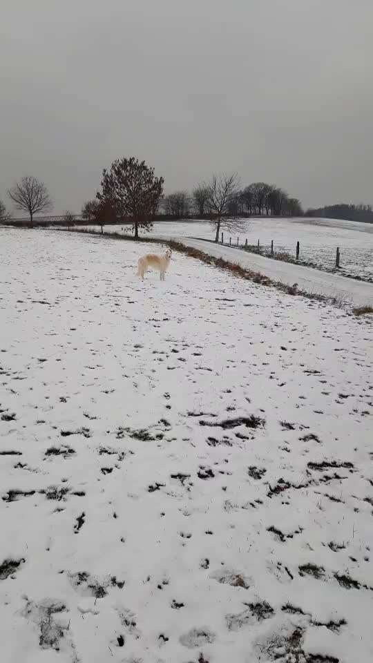 Windhunde - Treffen der besonderen Schönheiten
HERZLICH WILLKOMMEN-Beitrag-Bild