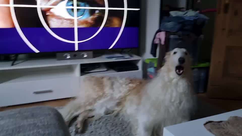 Lustige  und seltsame Angewohnheitn eurer Fellnasen :)-Beitrag-Bild