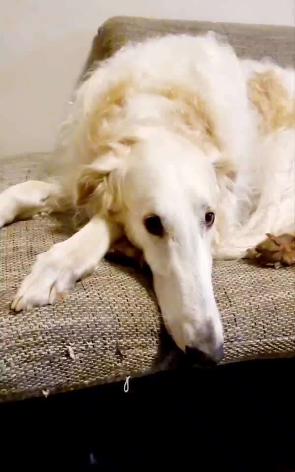 Windhunde - Treffen der besonderen Schönheiten
HERZLICH WILLKOMMEN-Beitrag-Bild