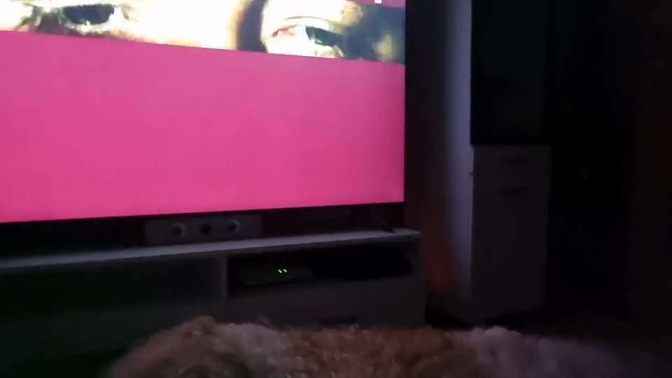 Lustige  und seltsame Angewohnheitn eurer Fellnasen :)-Beitrag-Bild