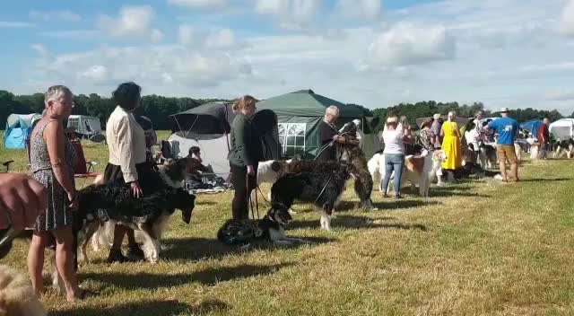 Windhunde - Treffen der besonderen Schönheiten
HERZLICH WILLKOMMEN-Beitrag-Bild