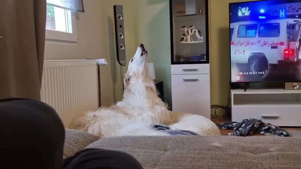 Windhunde - Treffen der besonderen Schönheiten
HERZLICH WILLKOMMEN-Beitrag-Bild