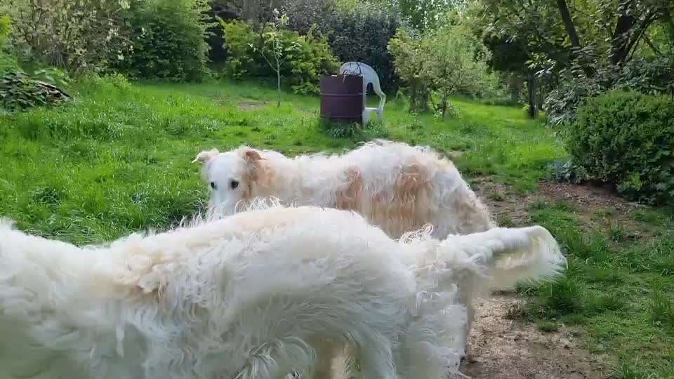 Windhunde - Treffen der besonderen Schönheiten
HERZLICH WILLKOMMEN-Beitrag-Bild