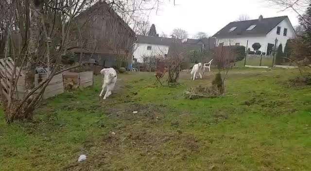 Zeigt hier Euer liebstes Video Eurer Hunde-Beitrag-Bild