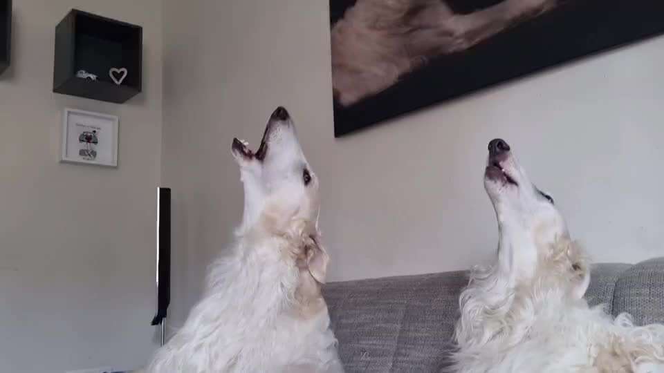 Typisch Jagdhund-Beitrag-Bild