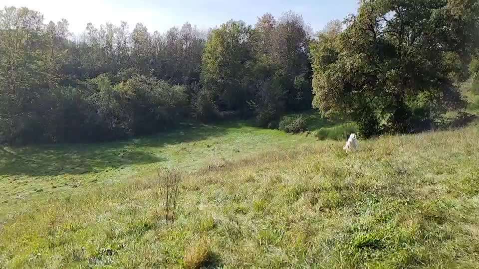 Windhunde - Treffen der besonderen Schönheiten
HERZLICH WILLKOMMEN-Beitrag-Bild