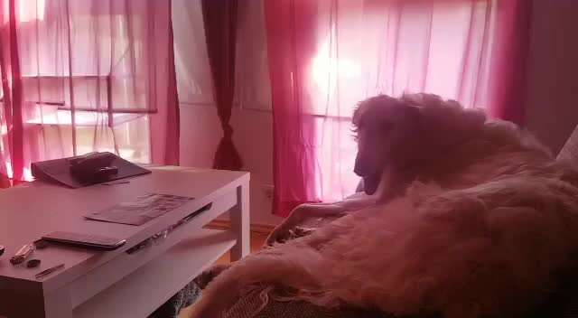 Hier ist der Spaßthread. Zum Schmunzeln und Kaputtlachen-Beitrag-Bild