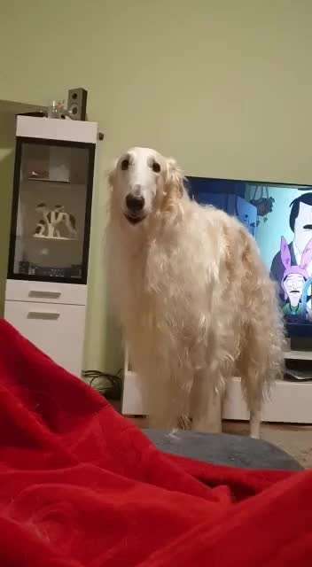 Windhunde - Treffen der besonderen Schönheiten
HERZLICH WILLKOMMEN-Beitrag-Bild