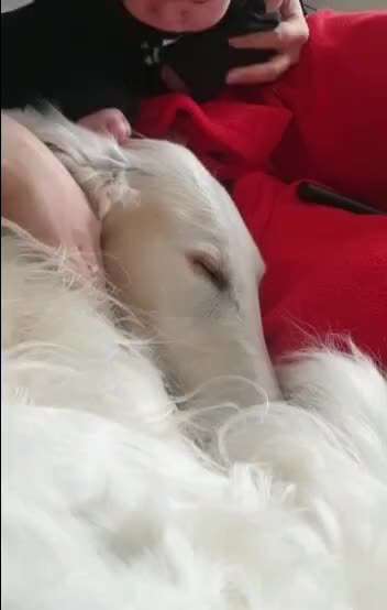 Windhunde - Treffen der besonderen Schönheiten
HERZLICH WILLKOMMEN-Beitrag-Bild