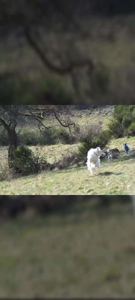 Windhunde - Treffen der besonderen Schönheiten
HERZLICH WILLKOMMEN-Beitrag-Bild