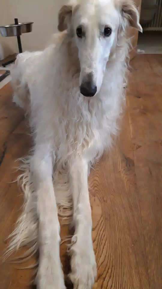 Dogorama Blog Challenge: Hundetricks-Beitrag-Bild