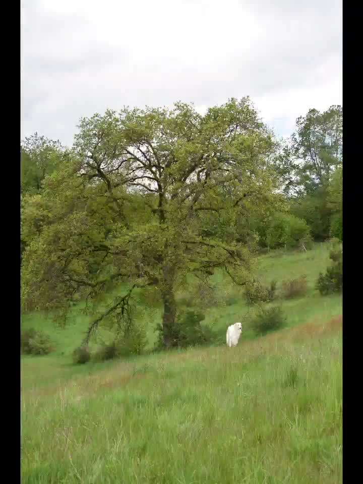 Windhunde - Treffen der besonderen Schönheiten
HERZLICH WILLKOMMEN-Beitrag-Bild