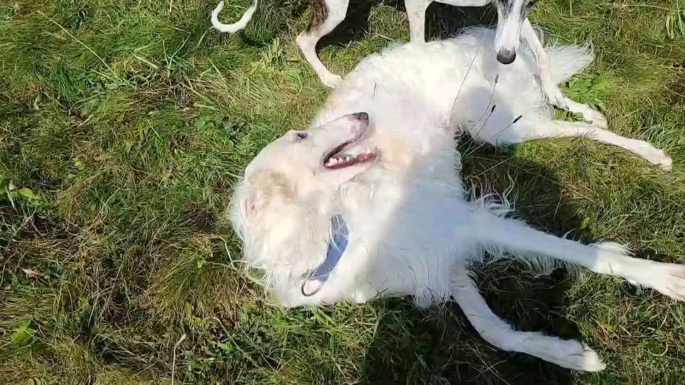 Windhunde - Treffen der besonderen Schönheiten
HERZLICH WILLKOMMEN-Beitrag-Bild