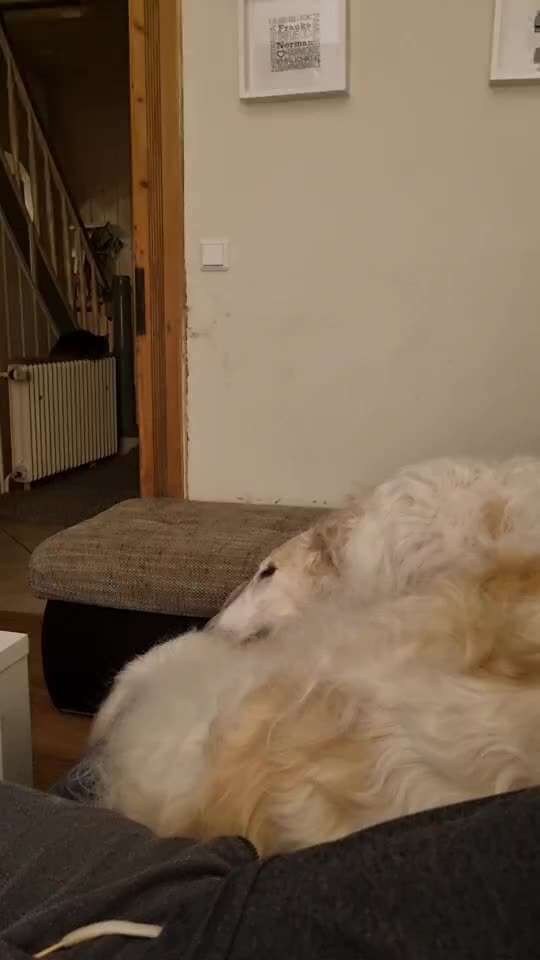 Windhunde - Treffen der besonderen Schönheiten
HERZLICH WILLKOMMEN-Beitrag-Bild