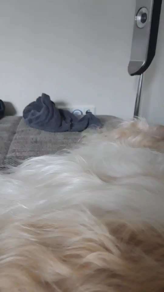 Windhunde - Treffen der besonderen Schönheiten
HERZLICH WILLKOMMEN-Beitrag-Bild